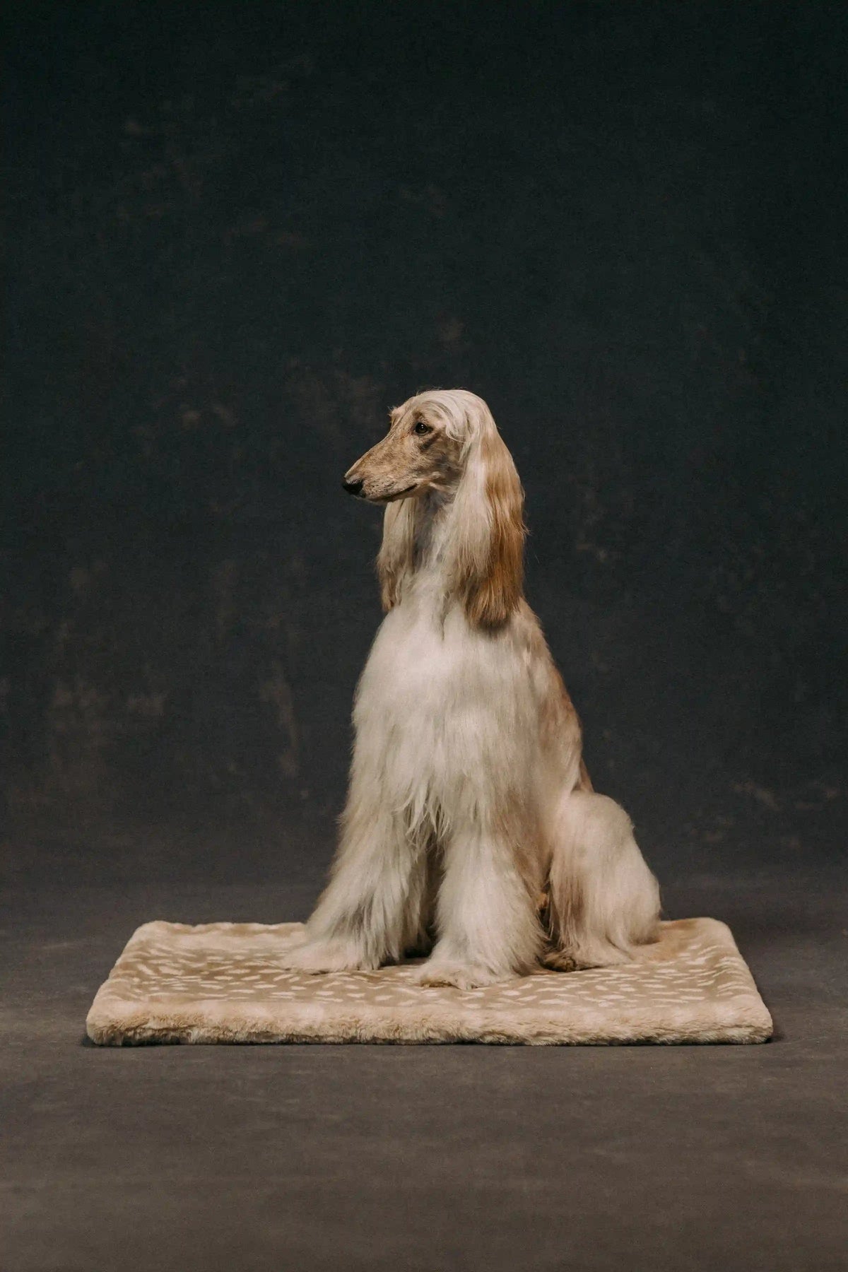 The Lola Pet Pad | Forest Fawn